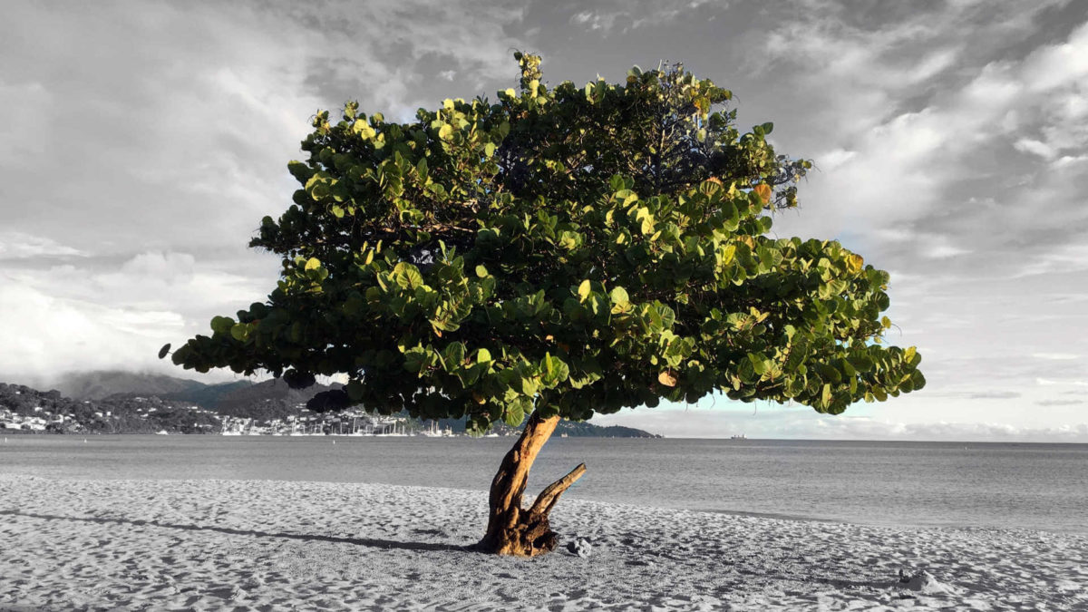 Planting seeds and letting time nourish their growth is how to become a millionaire in 10 years (or less!). This tree was shot on a beach of Grenada, fighting for its life alone, but thriving.