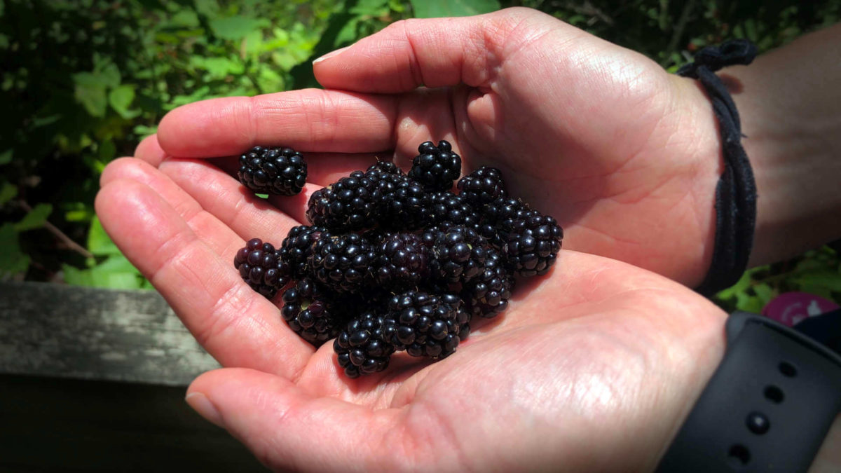 Finding wild blackberries in Virginia, our June 2020 monthly review.