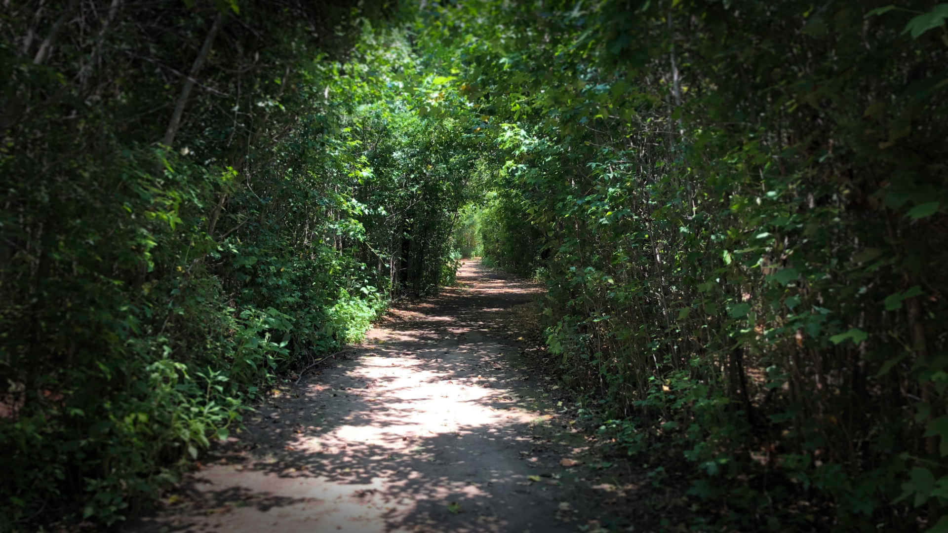 Hiking a nearby state park trail, an excellent staycation idea to get you out into nature.