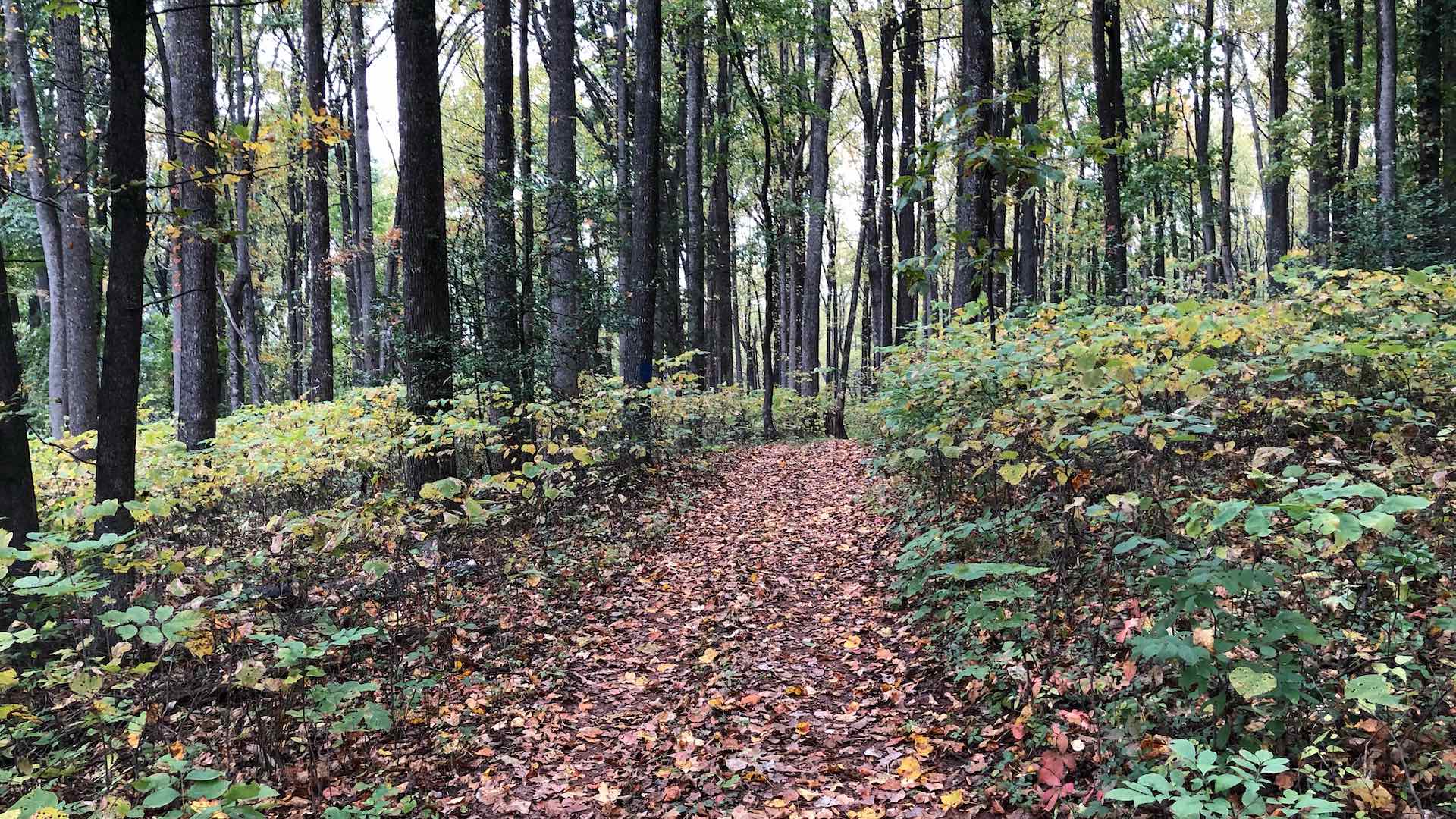 Hiking the trails of Central Virginia near James Madison's Montpelier.