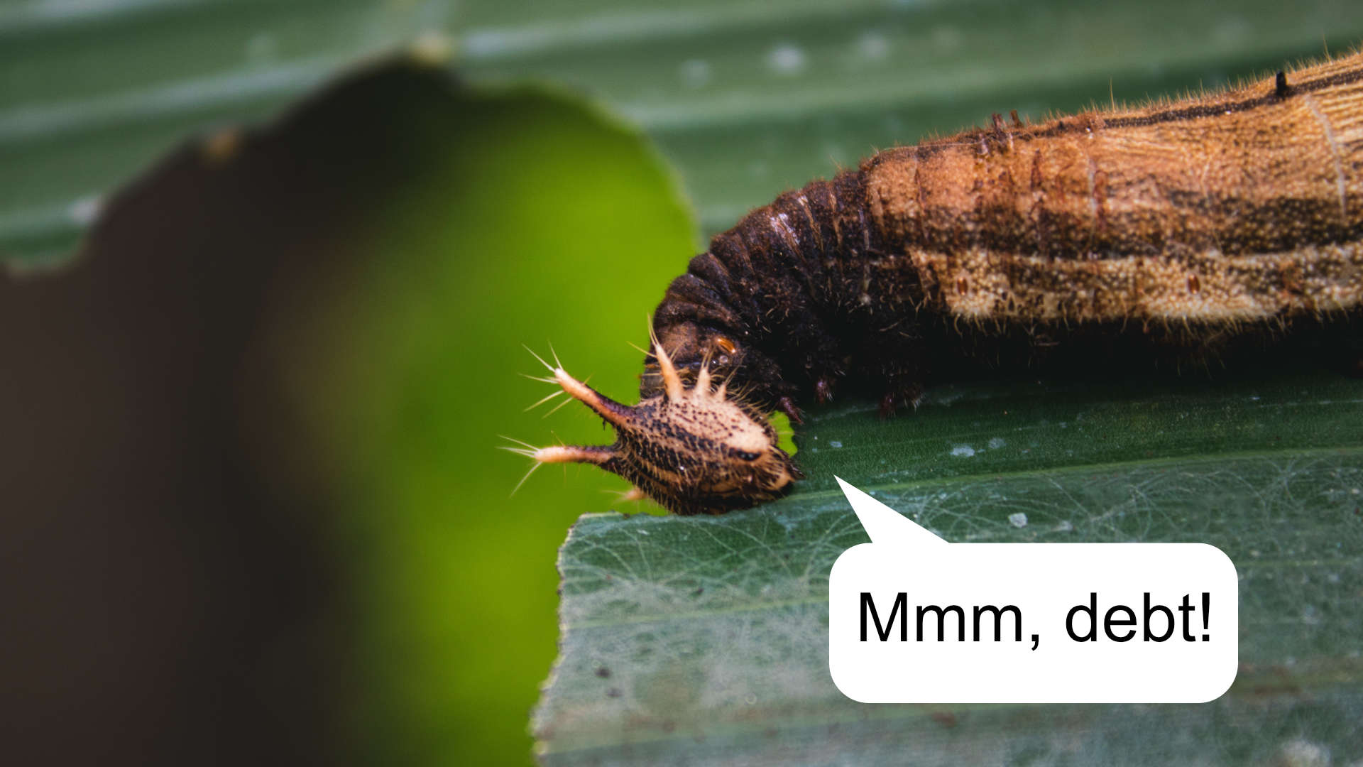 The very debt-hungry caterpillar.