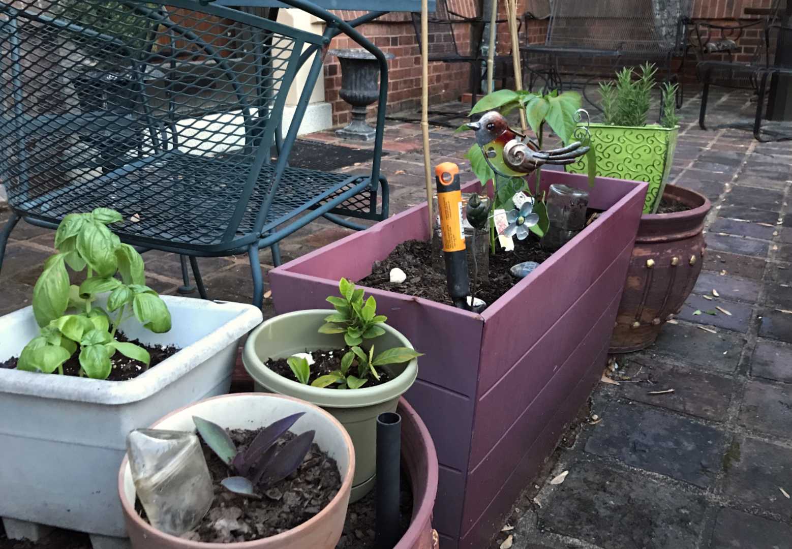 A bit of Jenni's gardening handy work—herbs and plants in pots!