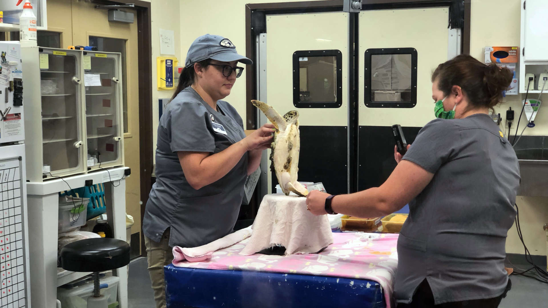 It's hard to resist supporting these creatures and the team at the Georgia Sea Turtle Rescue Center on Jekyll Island!