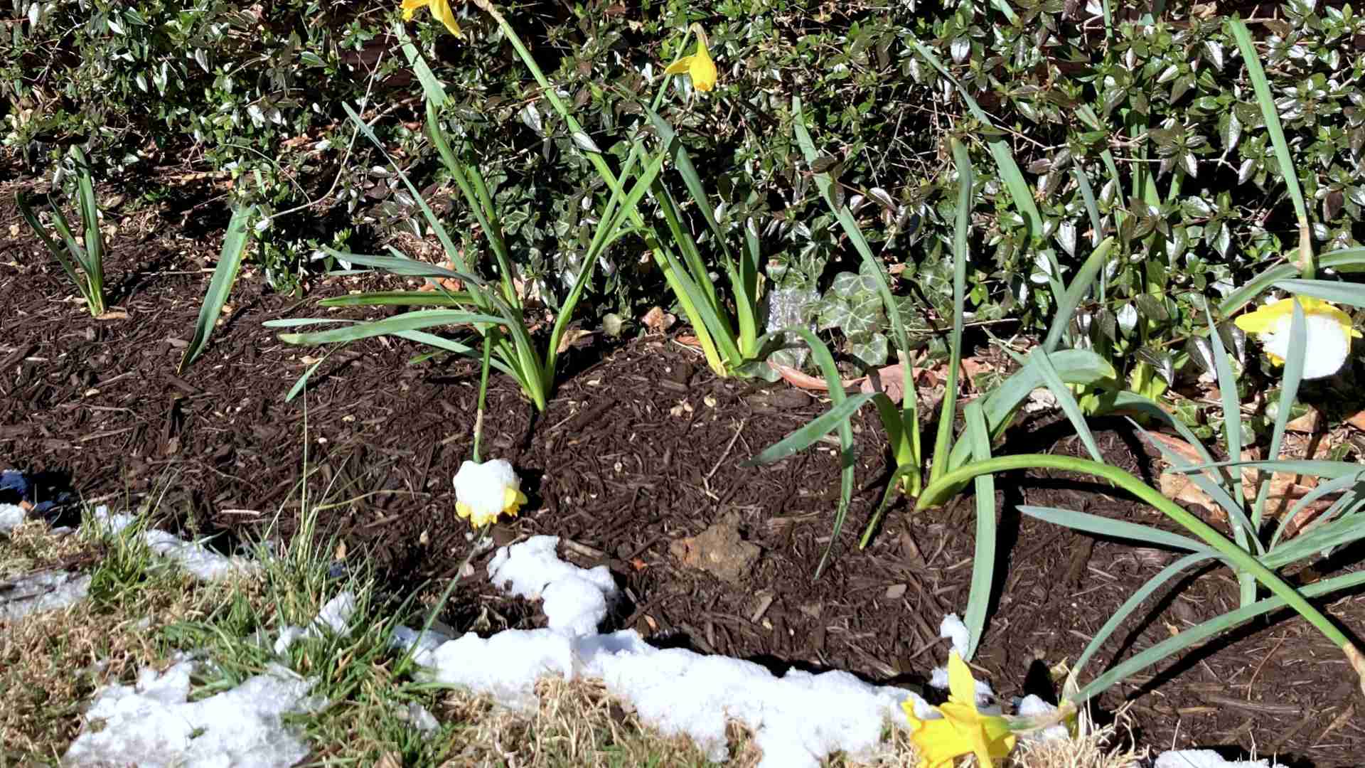 Spring: mixing fresh blooms with snow!