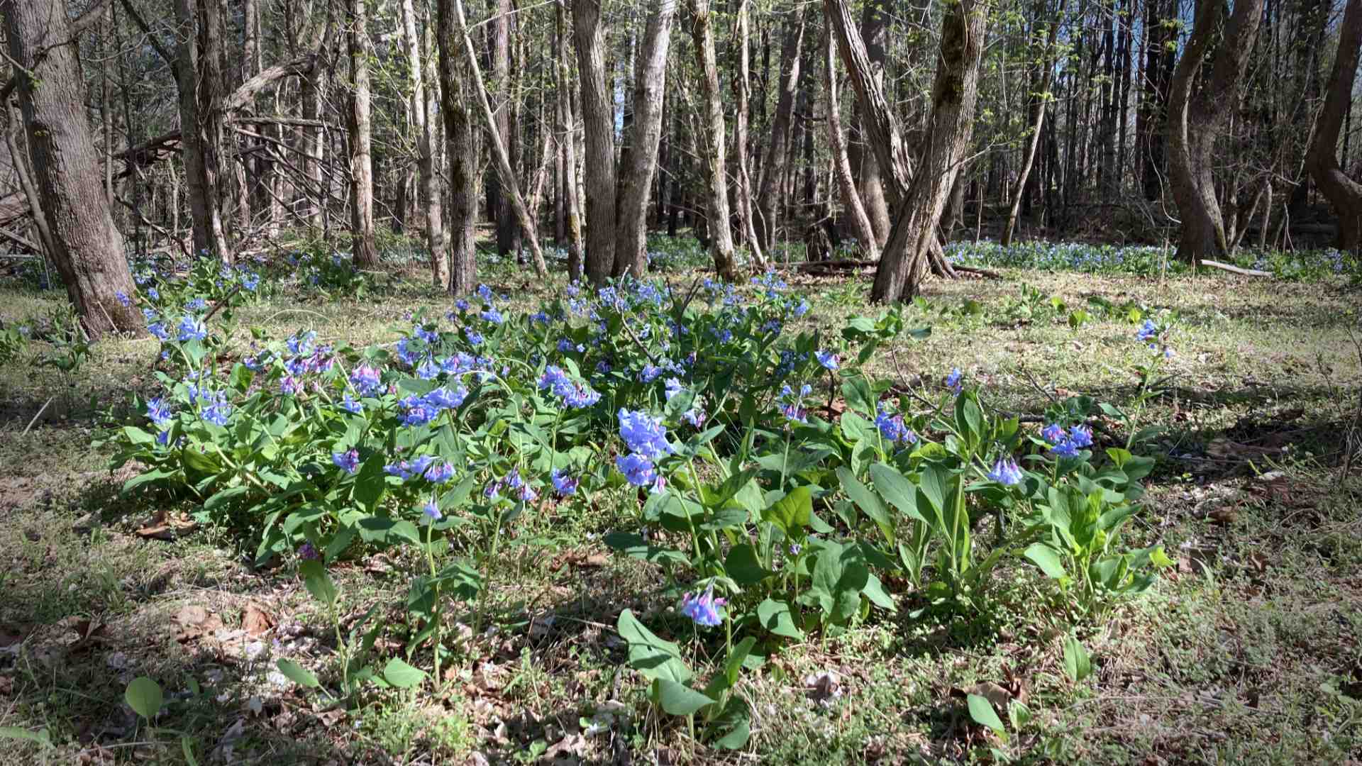 The Bluebells blooming on Easter weekend.