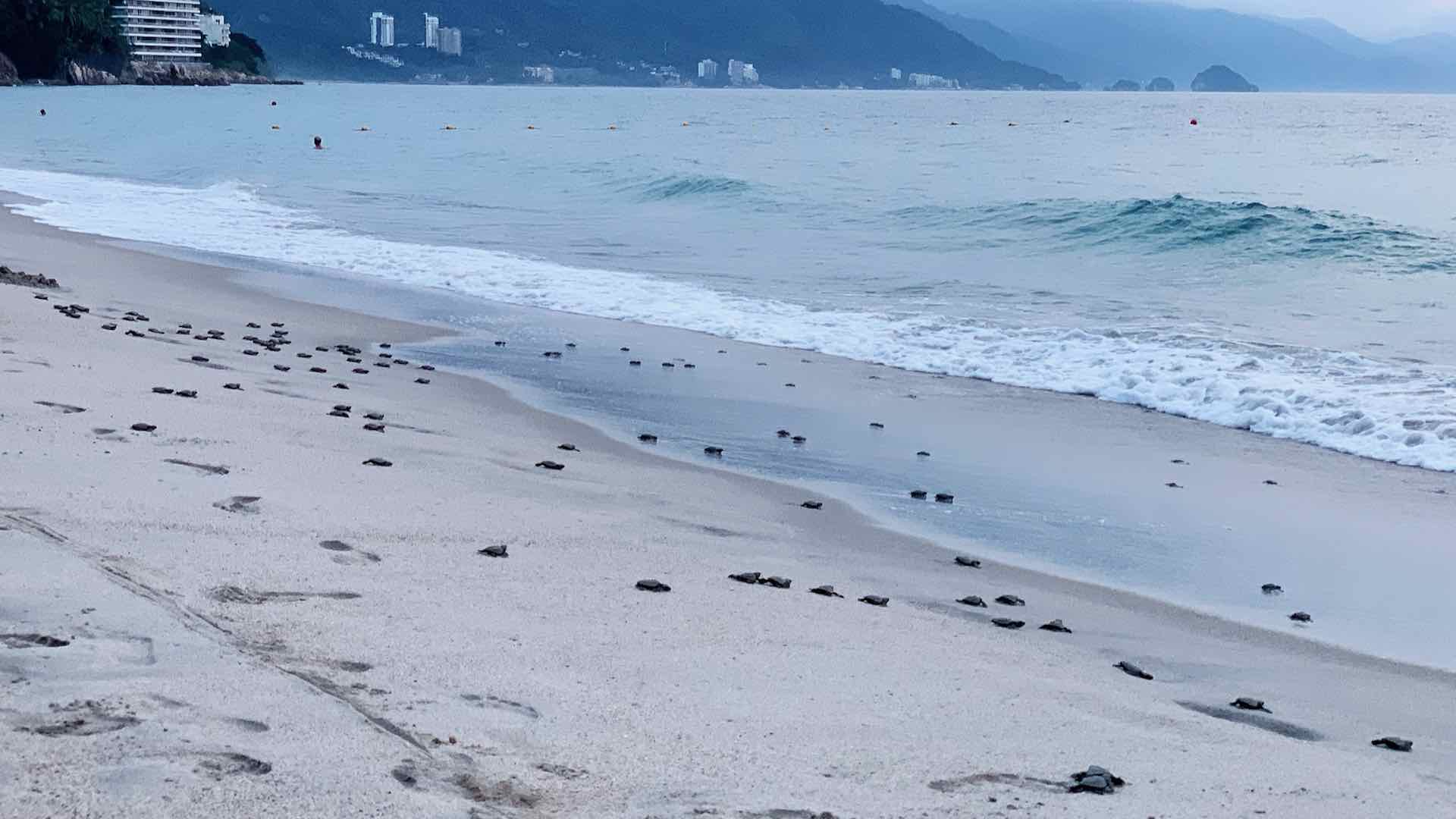 Puerto Vallarta's beaches are also home to incredible biodiversity, including plenty of sea turtles! We had the opportunity to see dozens released.