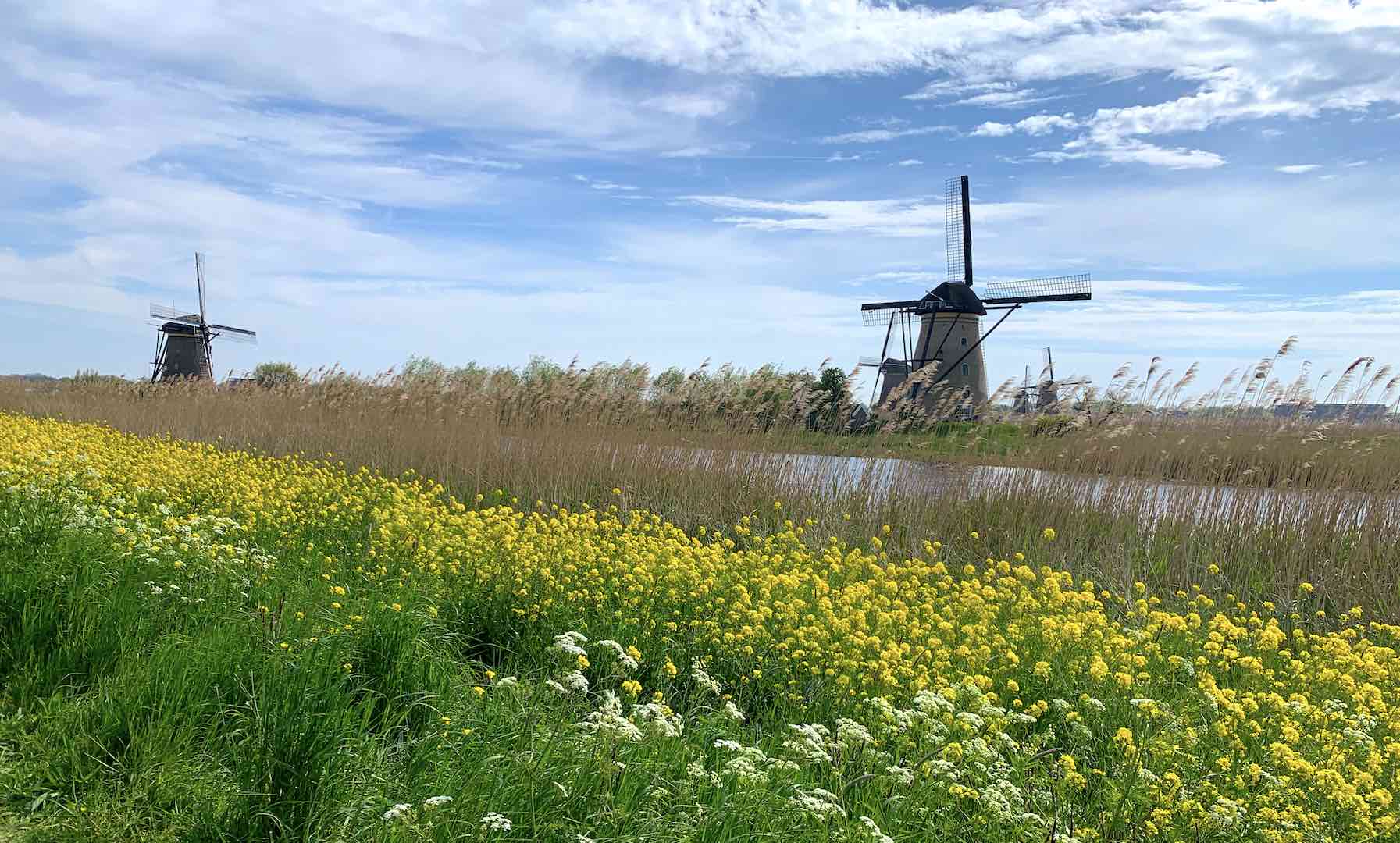Kinderdijk's beautiful windmills along the canal with flowers in bloom.