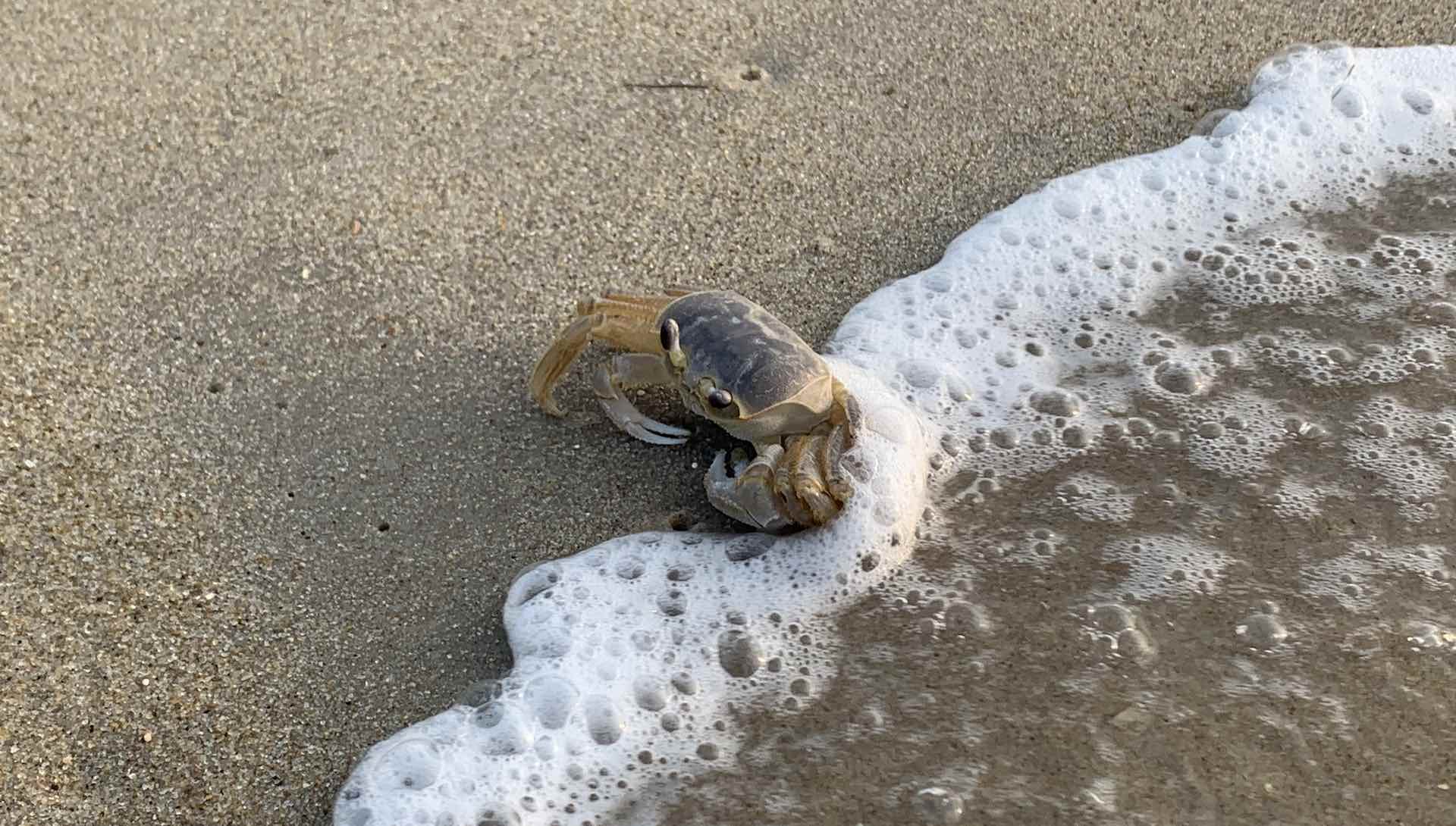 This crabby guy says hello from the beginning of July and the beach!