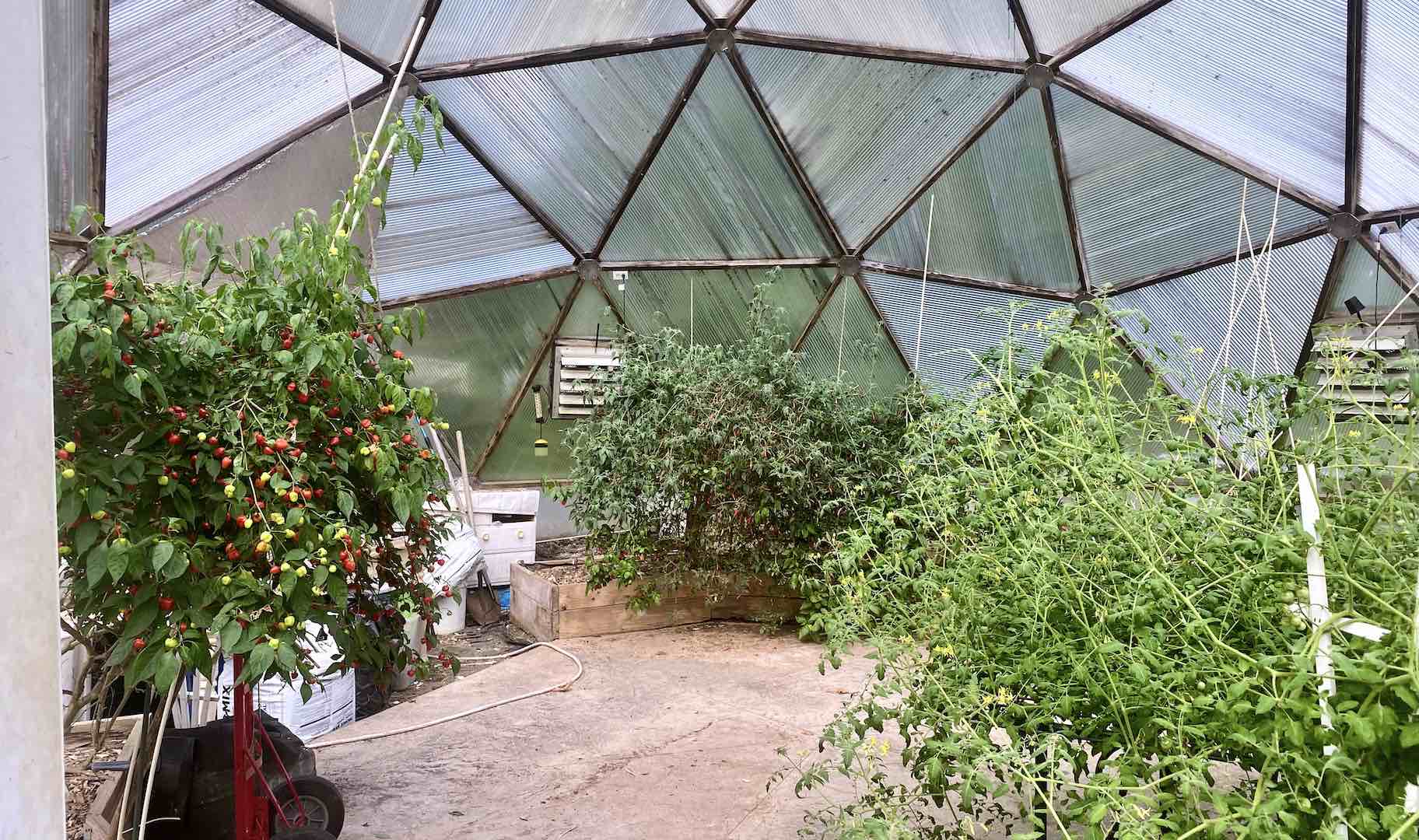 Their greenhouse dome protected the precious peppers!