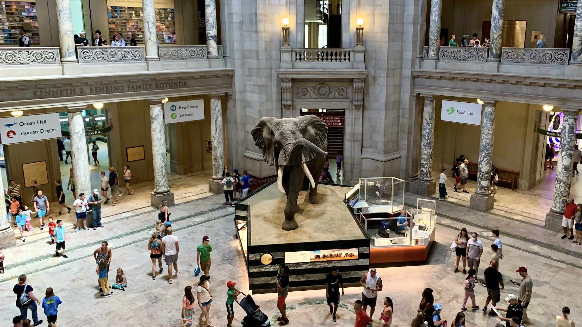 Natural History Museum—free!