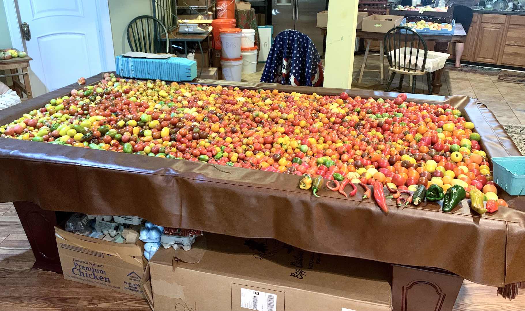 We visited during the tomato harvest which took over the pool table!