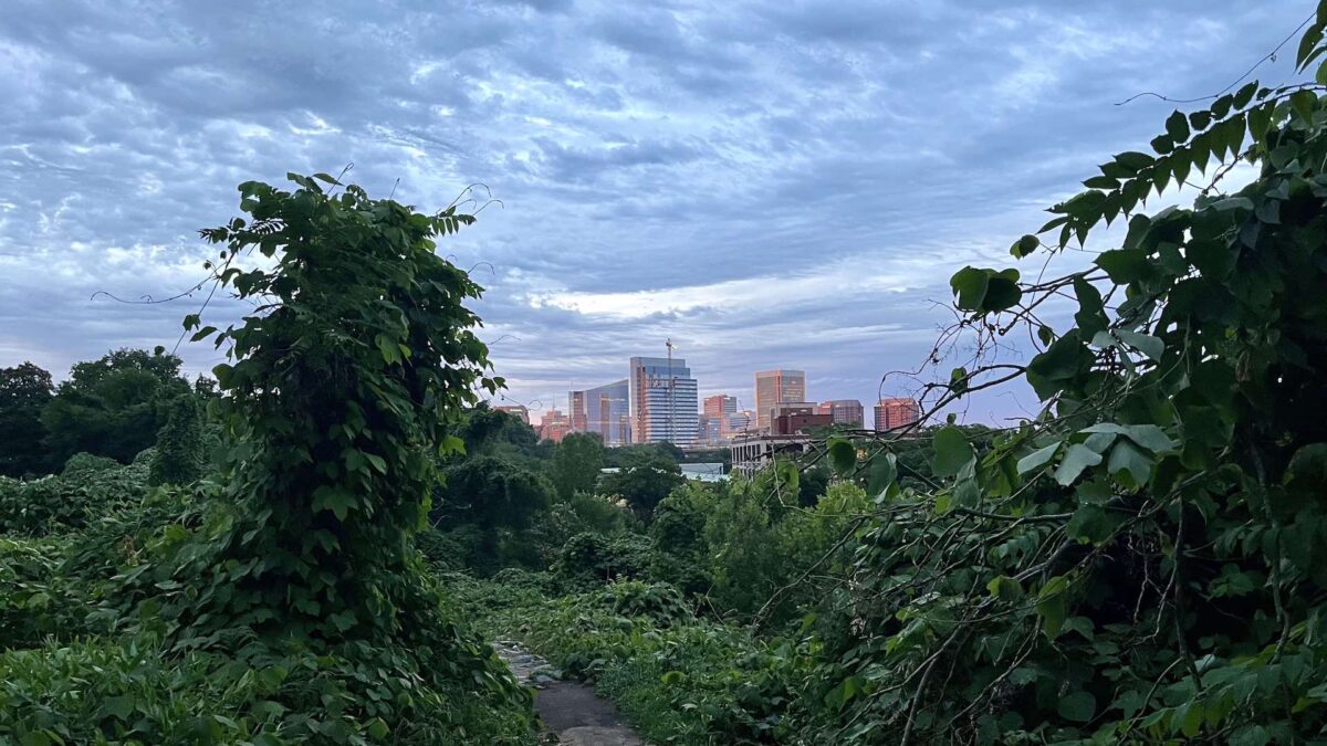 Trail hikes in June make for some overwhelming greenery (humidity and heat, too!)