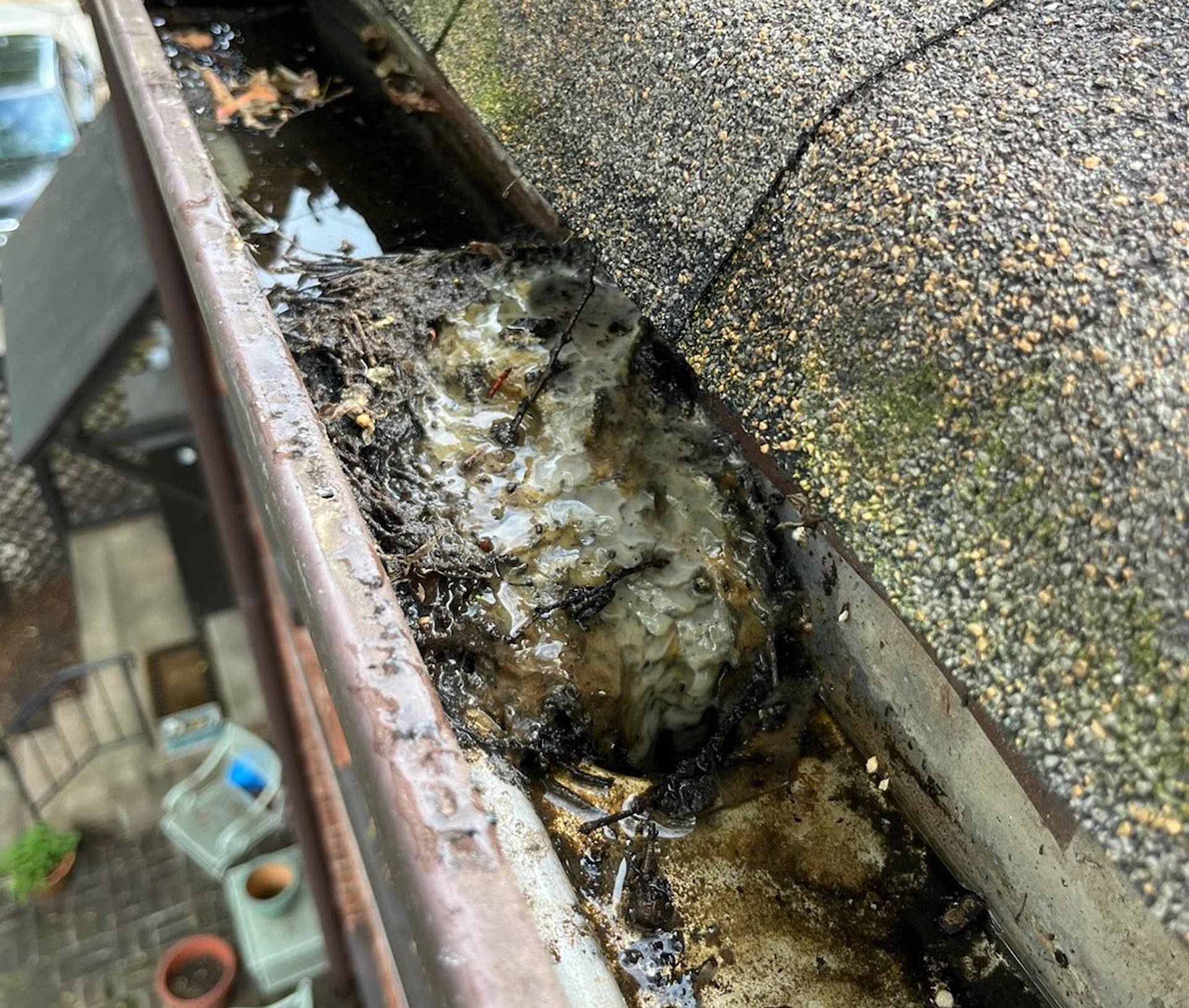 Ew! What on earth is this nasty growth in our gutter...UNDER the gutter guards?!